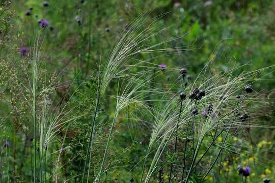 Imagem de Stipa capillata L.