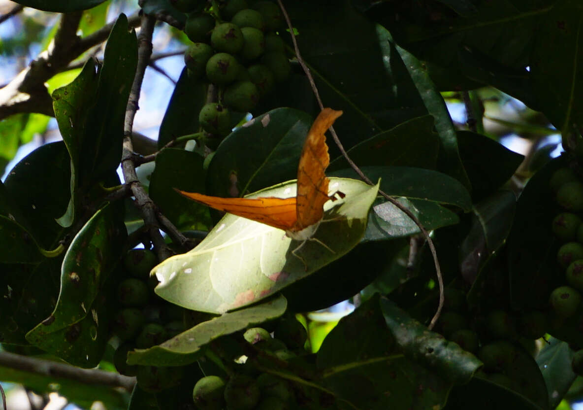 Image of Ruddy Daggerwing