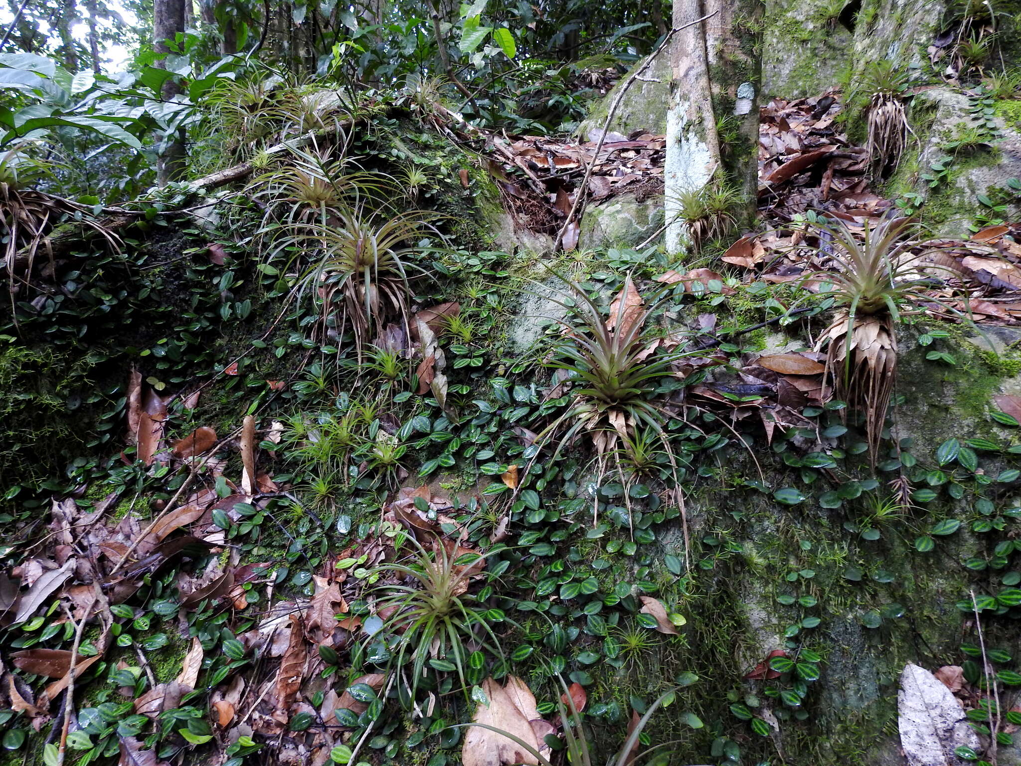 Image of Lemeltonia monadelpha (É. Morren) Barfuss & W. Till