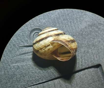 Image of Maritime gardensnail