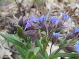 Plancia ëd Pulmonaria angustifolia L.