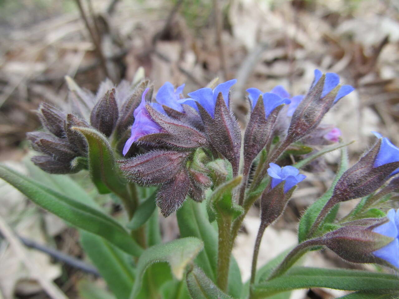 Plancia ëd Pulmonaria angustifolia L.