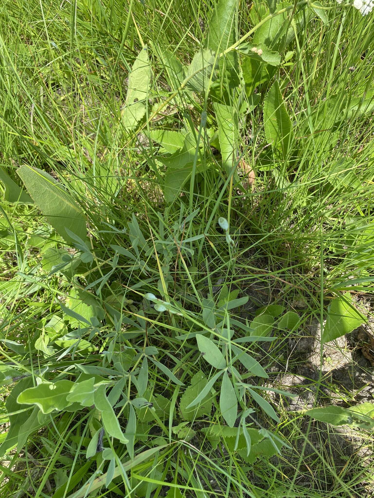 Image of Nuttall's pleatleaf