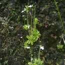 Image of Pinguicula crenatiloba DC.