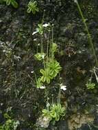 Image of Pinguicula crenatiloba DC.