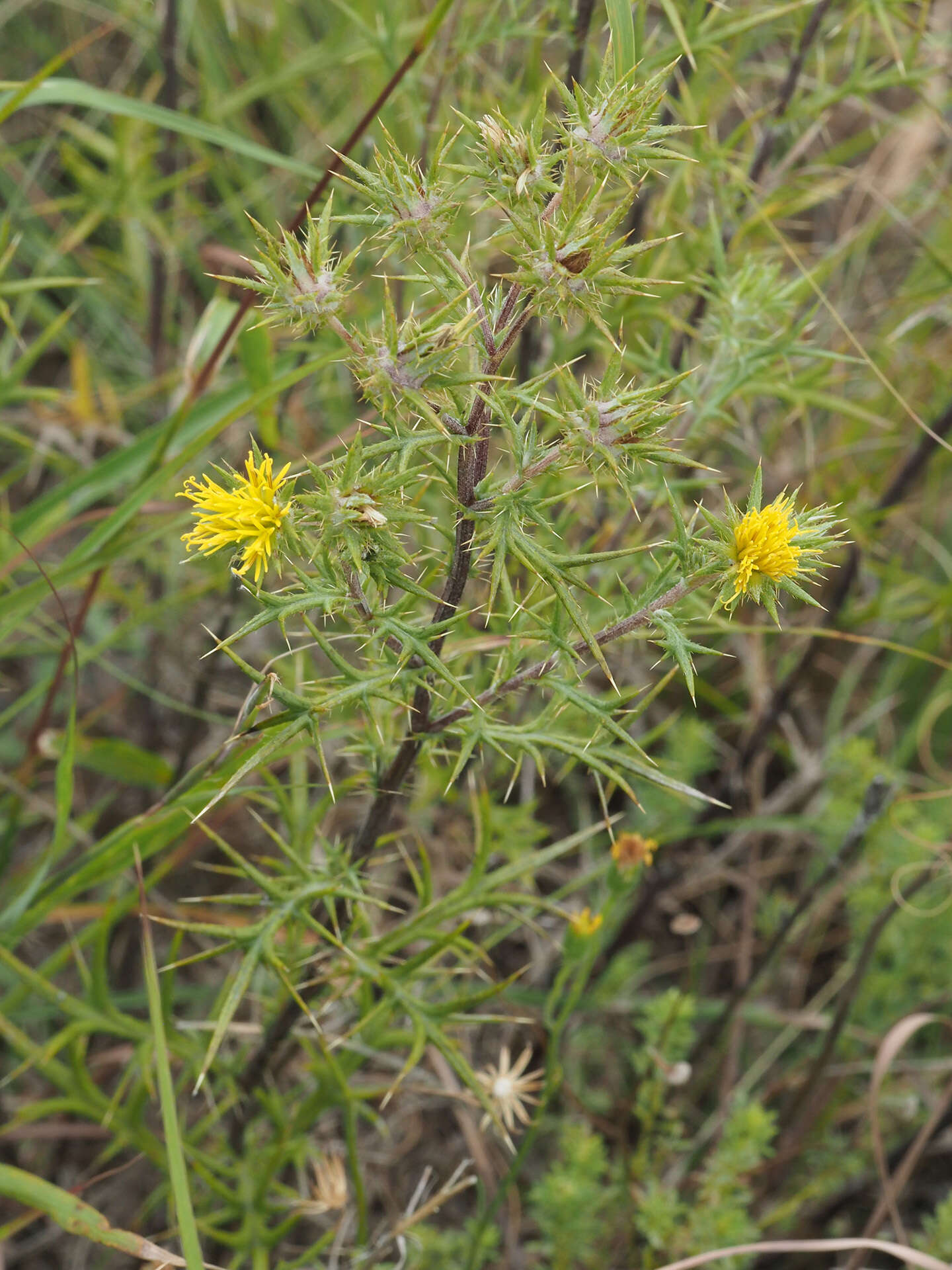 Image of Berkheya pinnatifida (Thunb.) Thell.