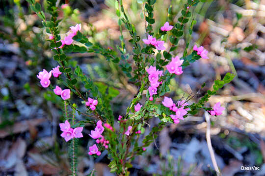 Image of Australian Native Rose