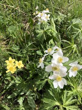 صورة Anemonastrum narcissiflorum subsp. chrysanthum (Ulbr.) Raus