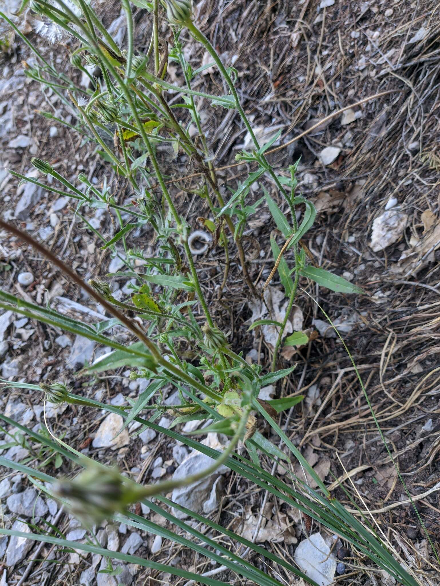 Image of Crepis alpina L.