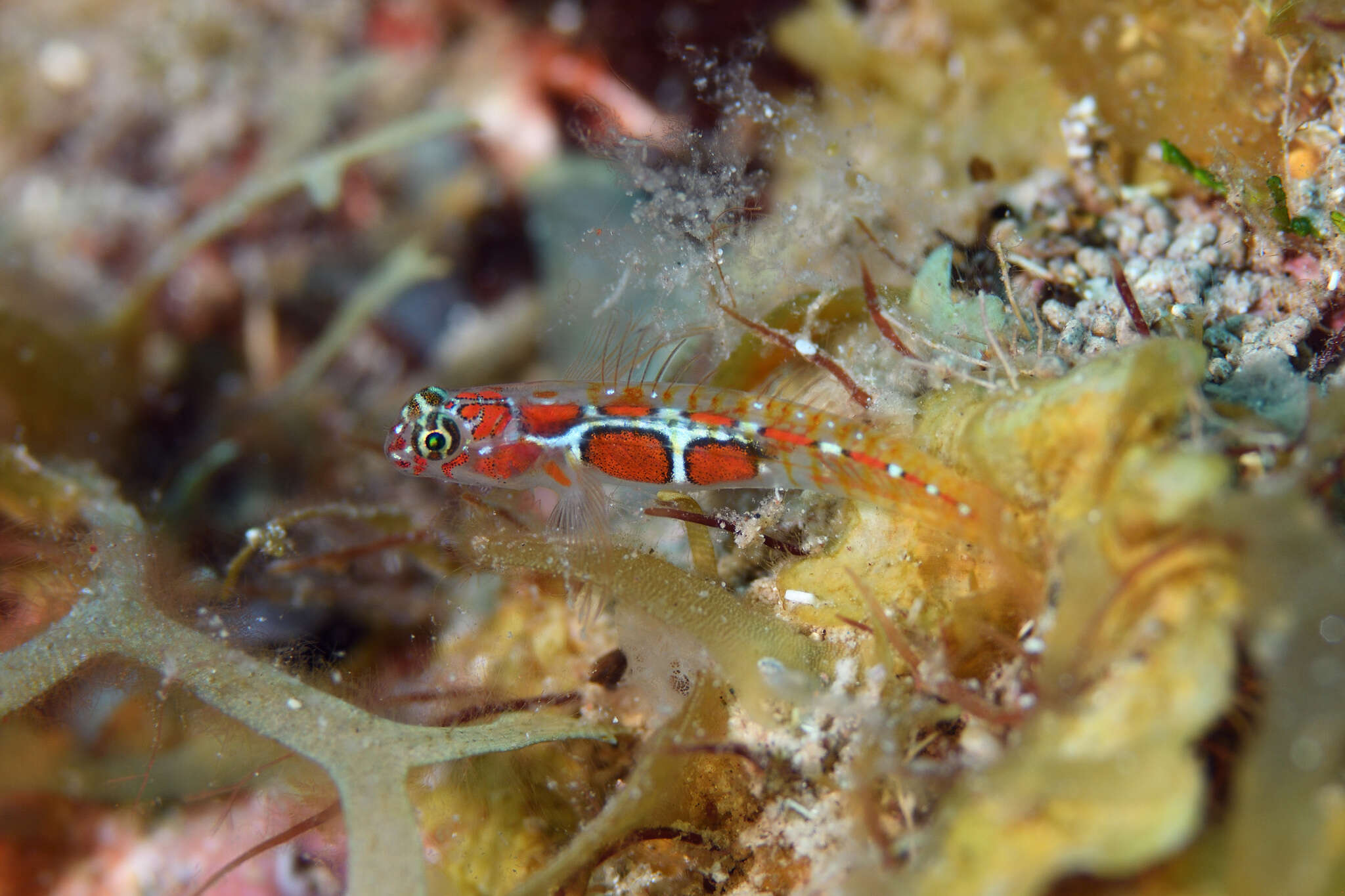 Tigrigobius dilepis (Robins & Böhlke 1964)的圖片