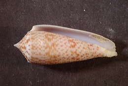 صورة Conus laterculatus G. B. Sowerby II 1870