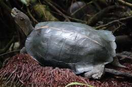 Image of Giant Asian Pond Turtle