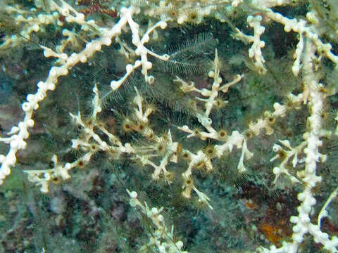 Hydrozoanthus gracilis (Lwowsky 1913)的圖片