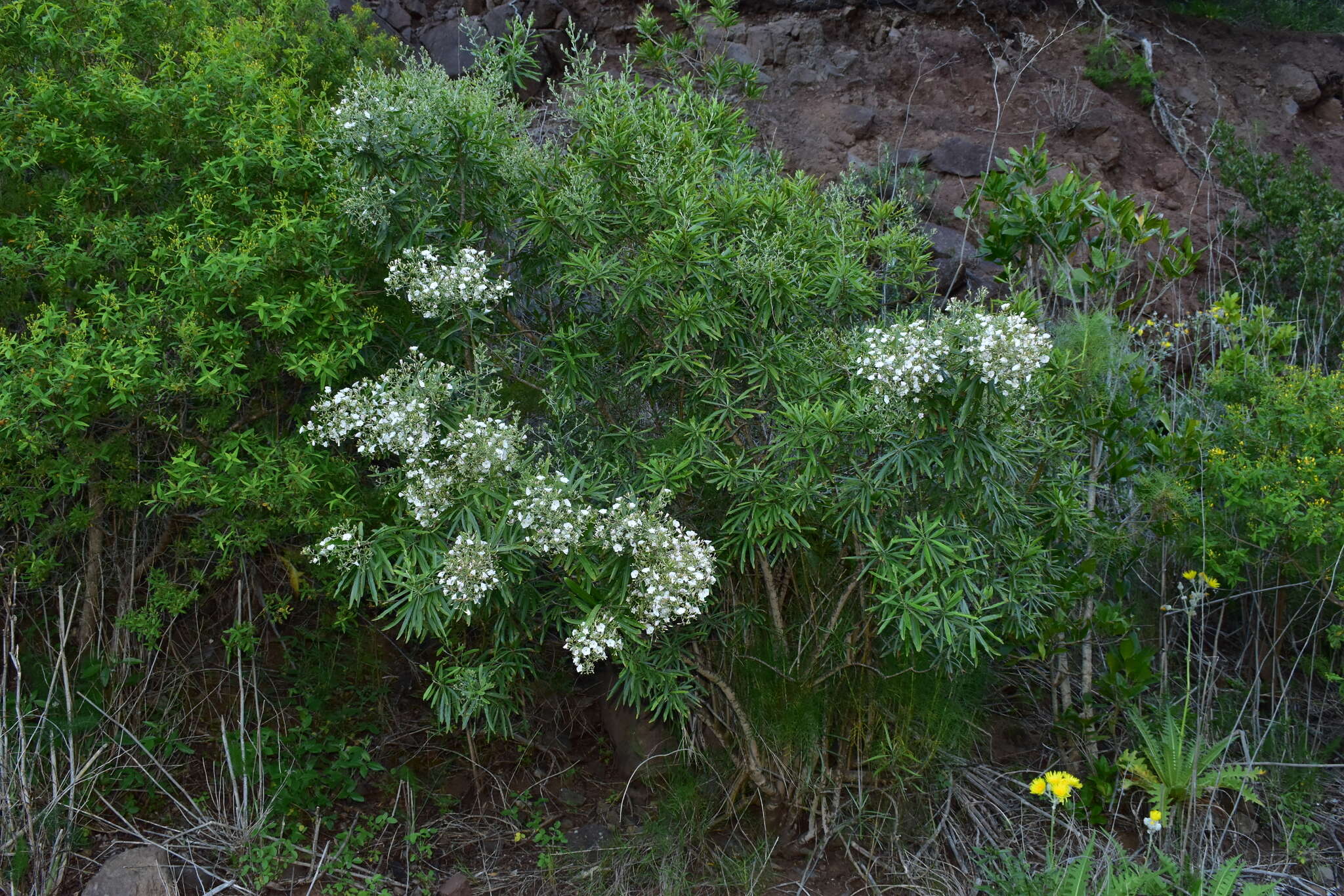 Слика од Convolvulus floridus L. fil.