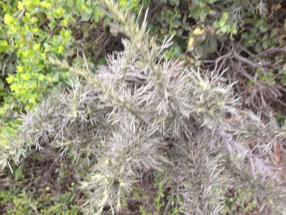 Image of coastal sagebrush