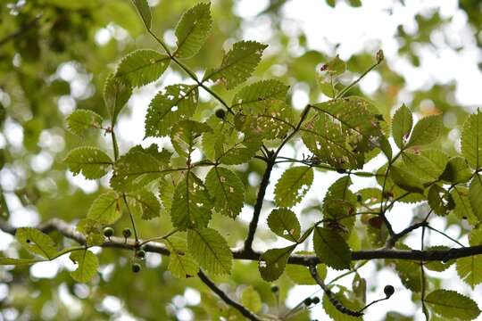 Image of Bursera excelsa (Kunth) Engl.