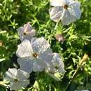 Imagem de <i>Calibrachoa pygmaea</i>