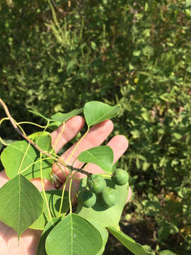 Image of Chinese tallow