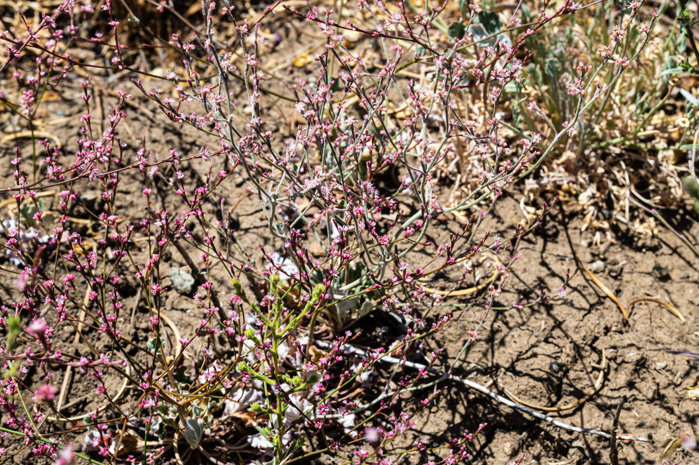 Image of chaparral buckwheat