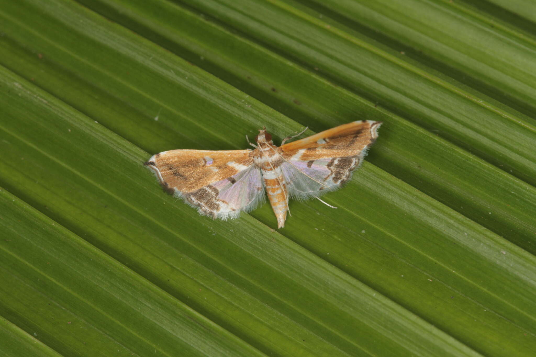 Neoleucinodes alegralis的圖片