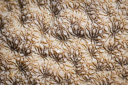 Image of Encrusting Sandpaper Coral