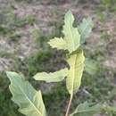 Image of Quercus × grandidentata Ewan