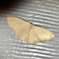 صورة Idaea uniformis Warren 1896