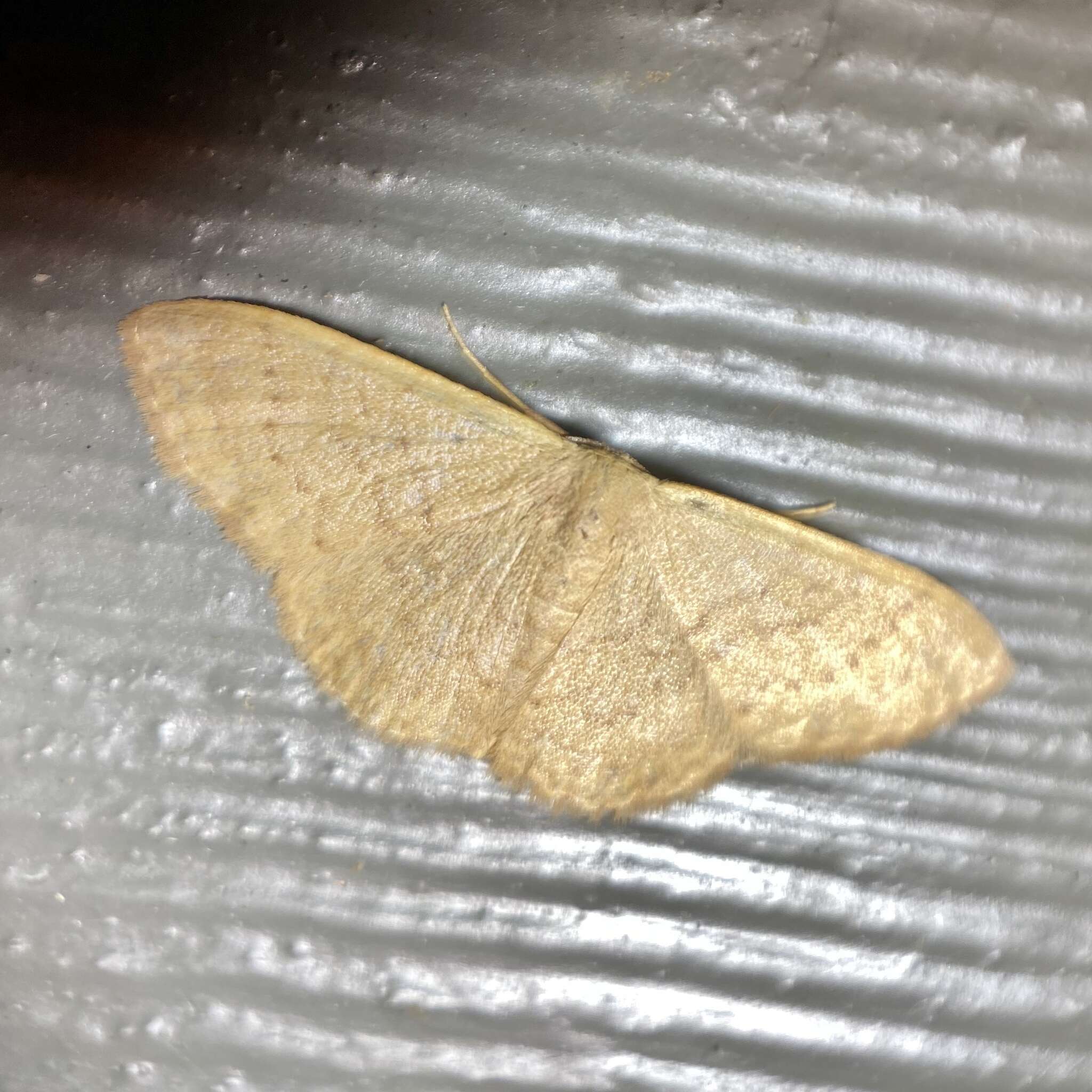 Image de Idaea uniformis Warren 1896