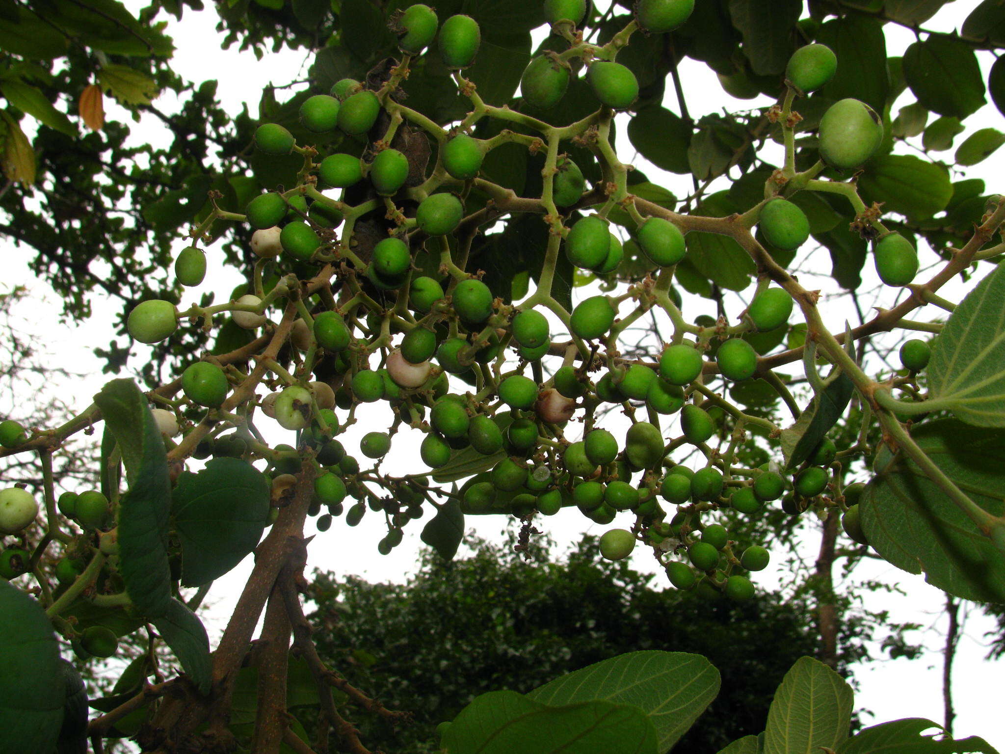 Image of Ziziphus rugosa Lam.