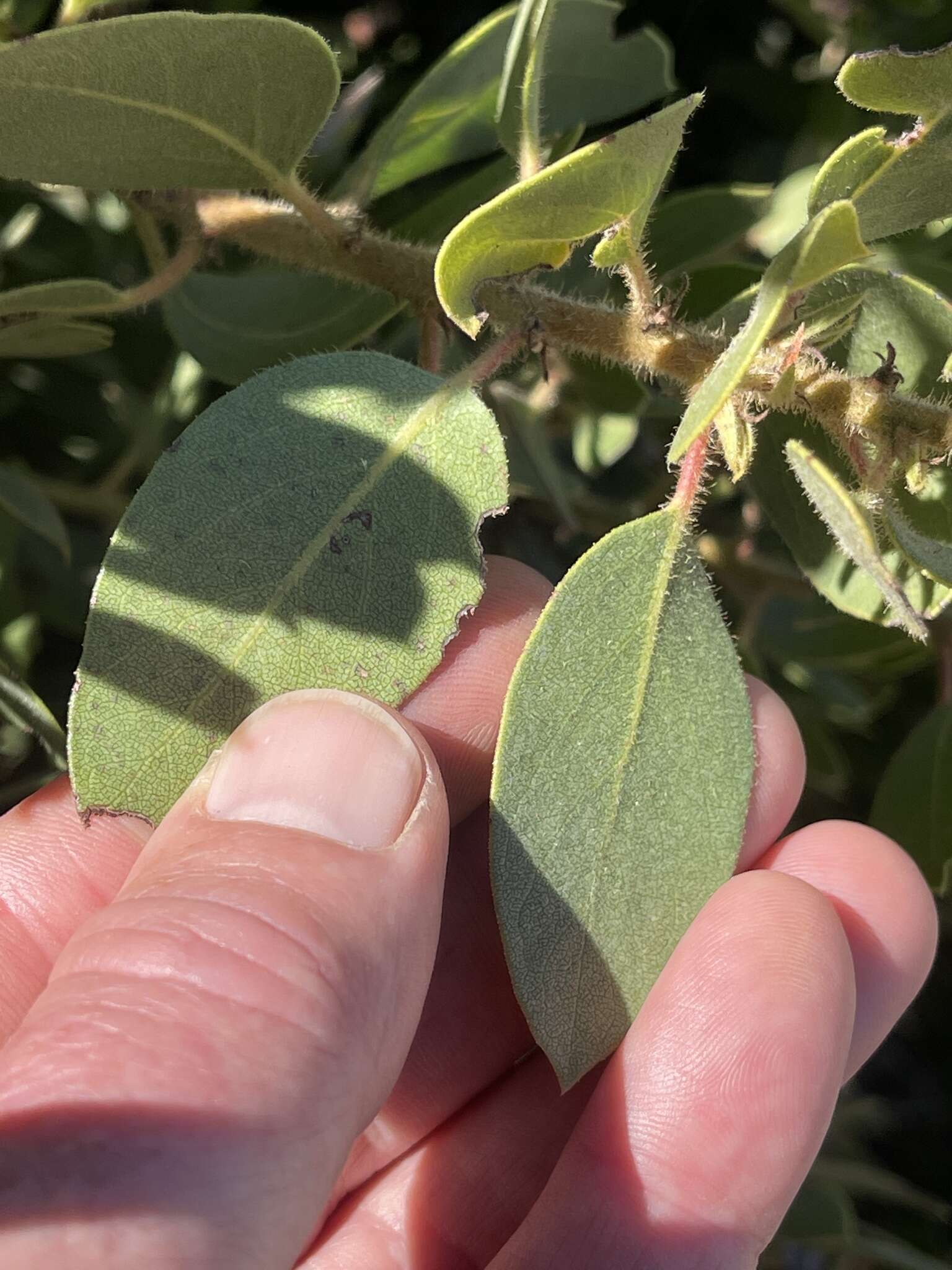 Слика од Arctostaphylos glandulosa subsp. zacaensis (Eastw.) P. V. Wells