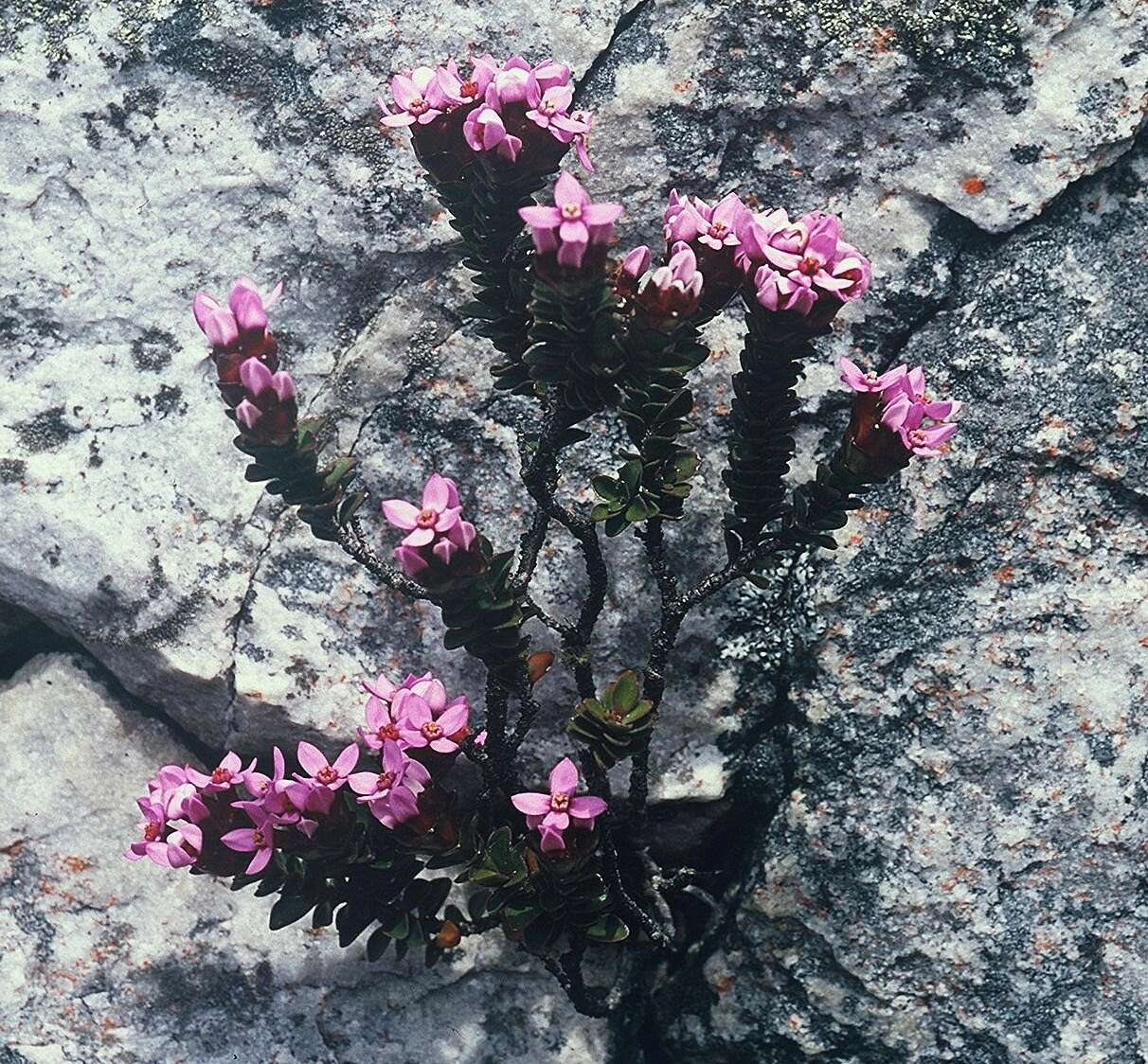 Image of Sonderothamnus petraeus (W. F. Barker) R. Dahlgr.