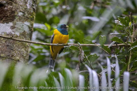 Image of Trogon rufus chrysochloros Pelzeln 1856