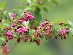 Image of crimson weigela