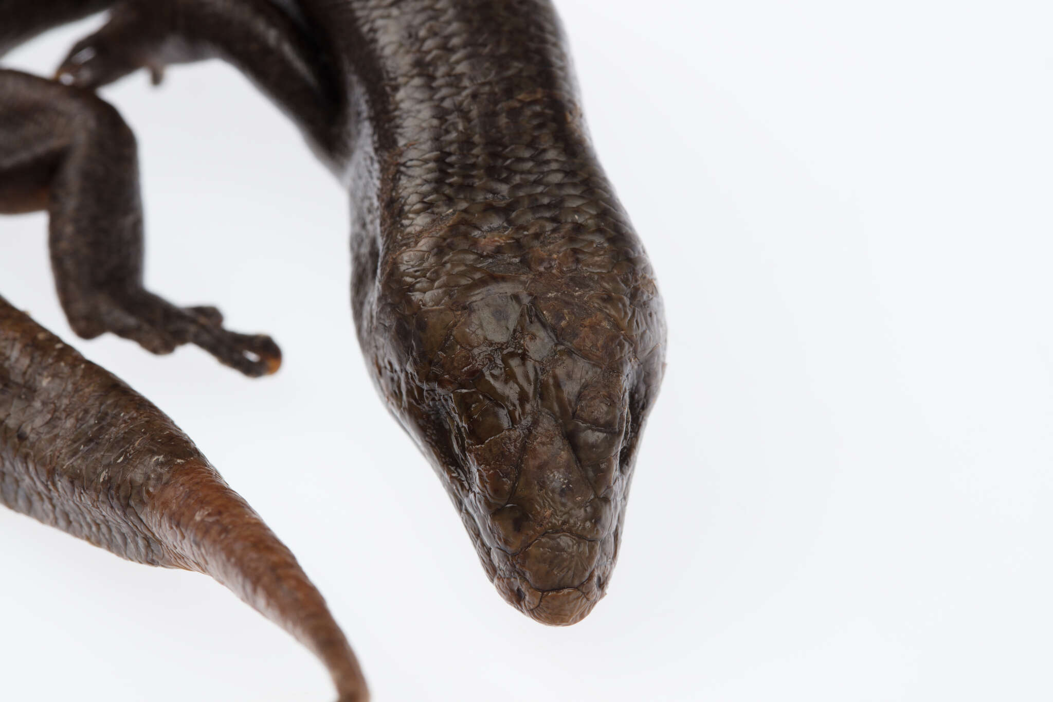 Image of Falla's Skink