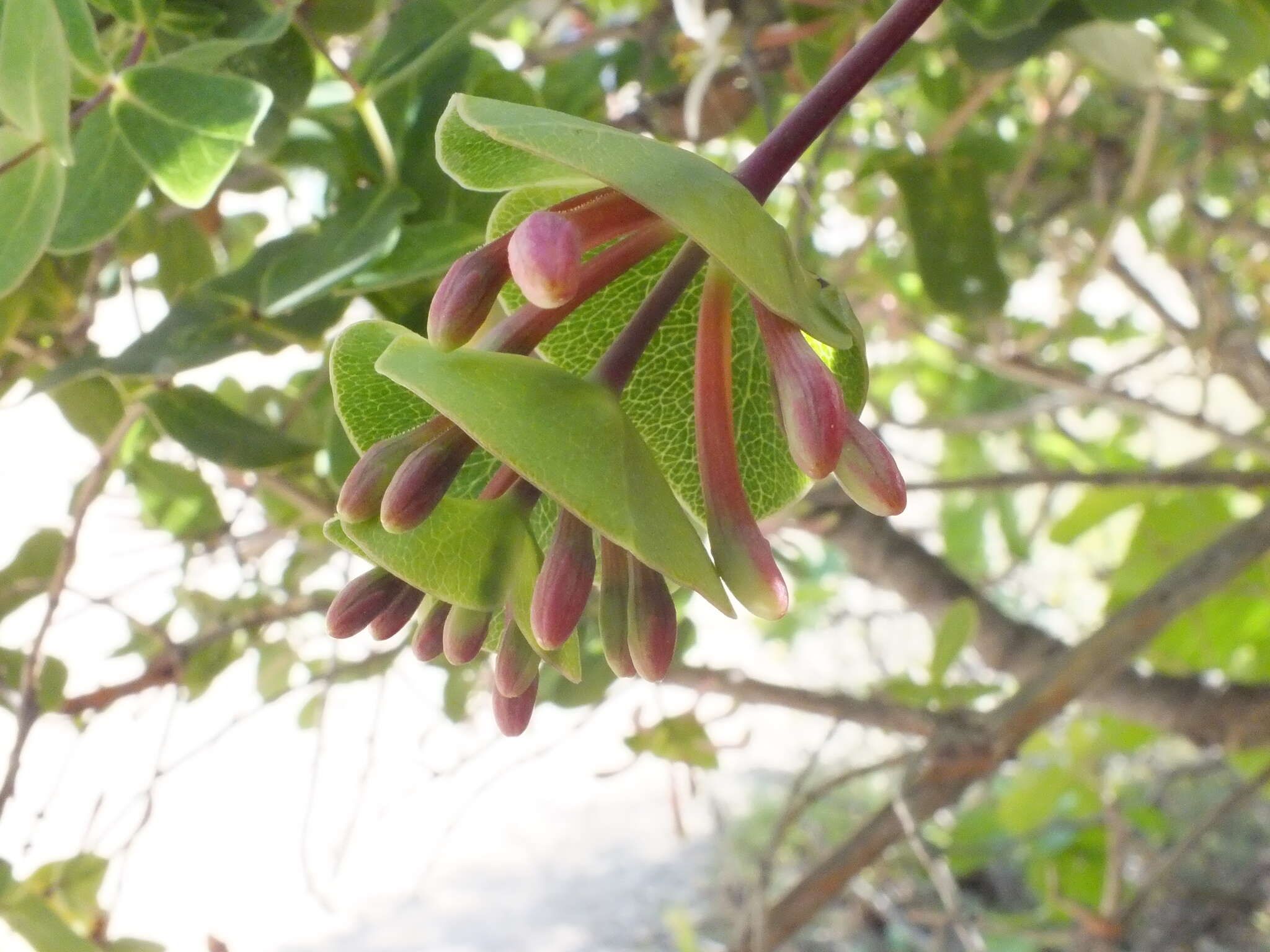 Image of Evergreen Honeysuckle