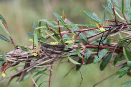 Image of Sebastiania schottiana (Müll. Arg.) Müll. Arg.