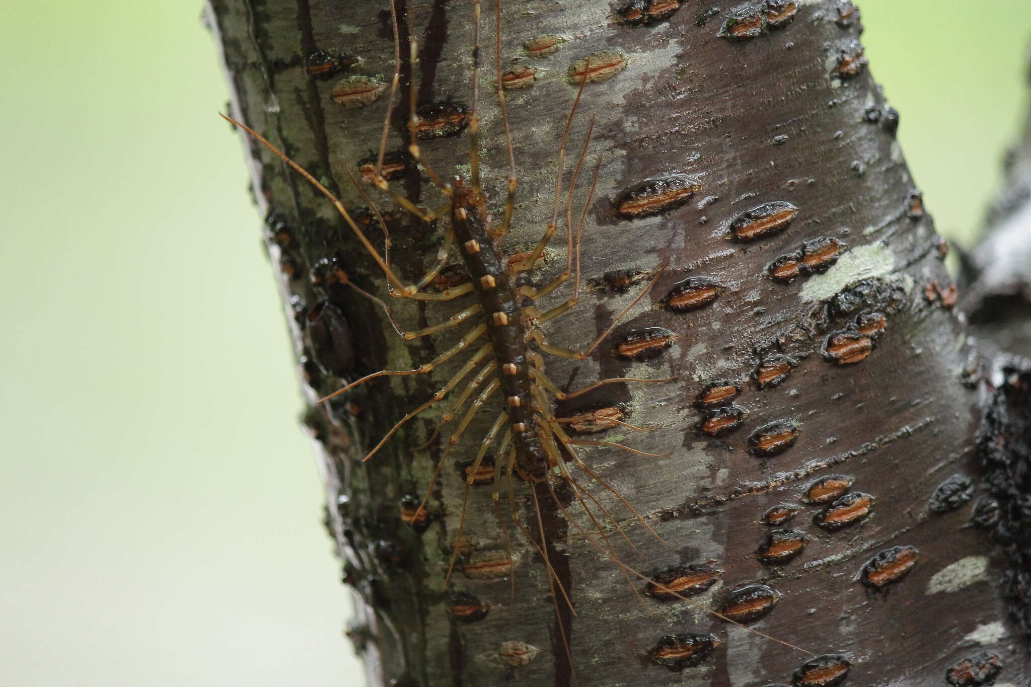 Image of Thereuopoda clunifera (Wood 1862)