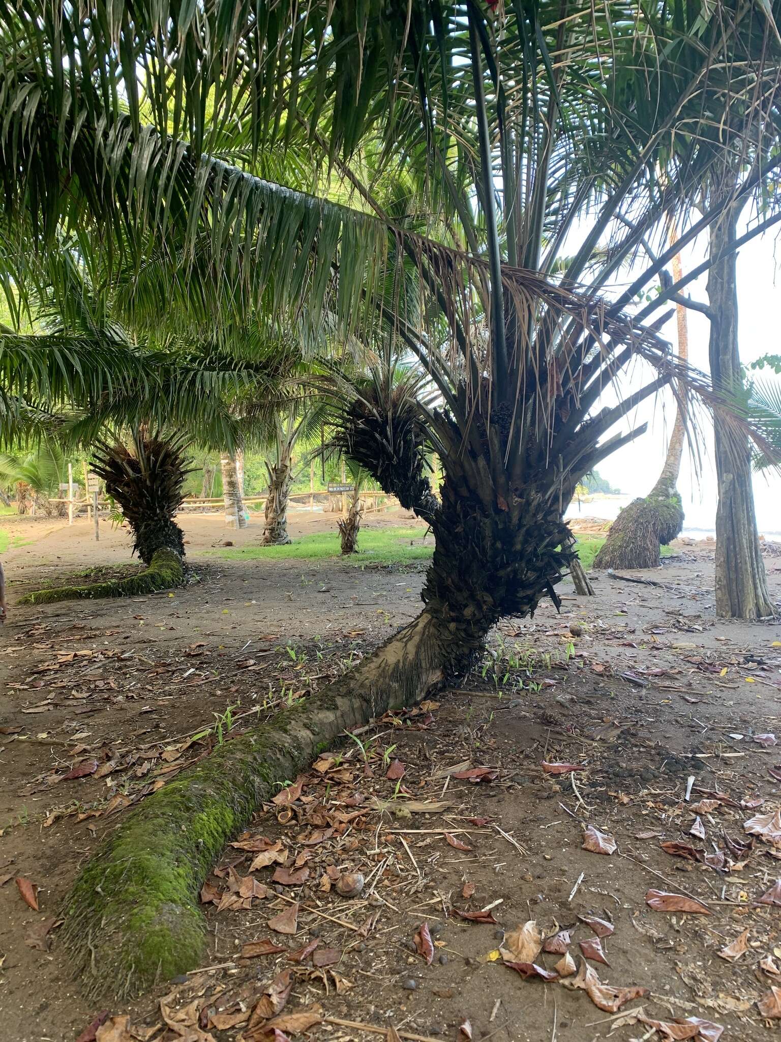 Image of American oil palm