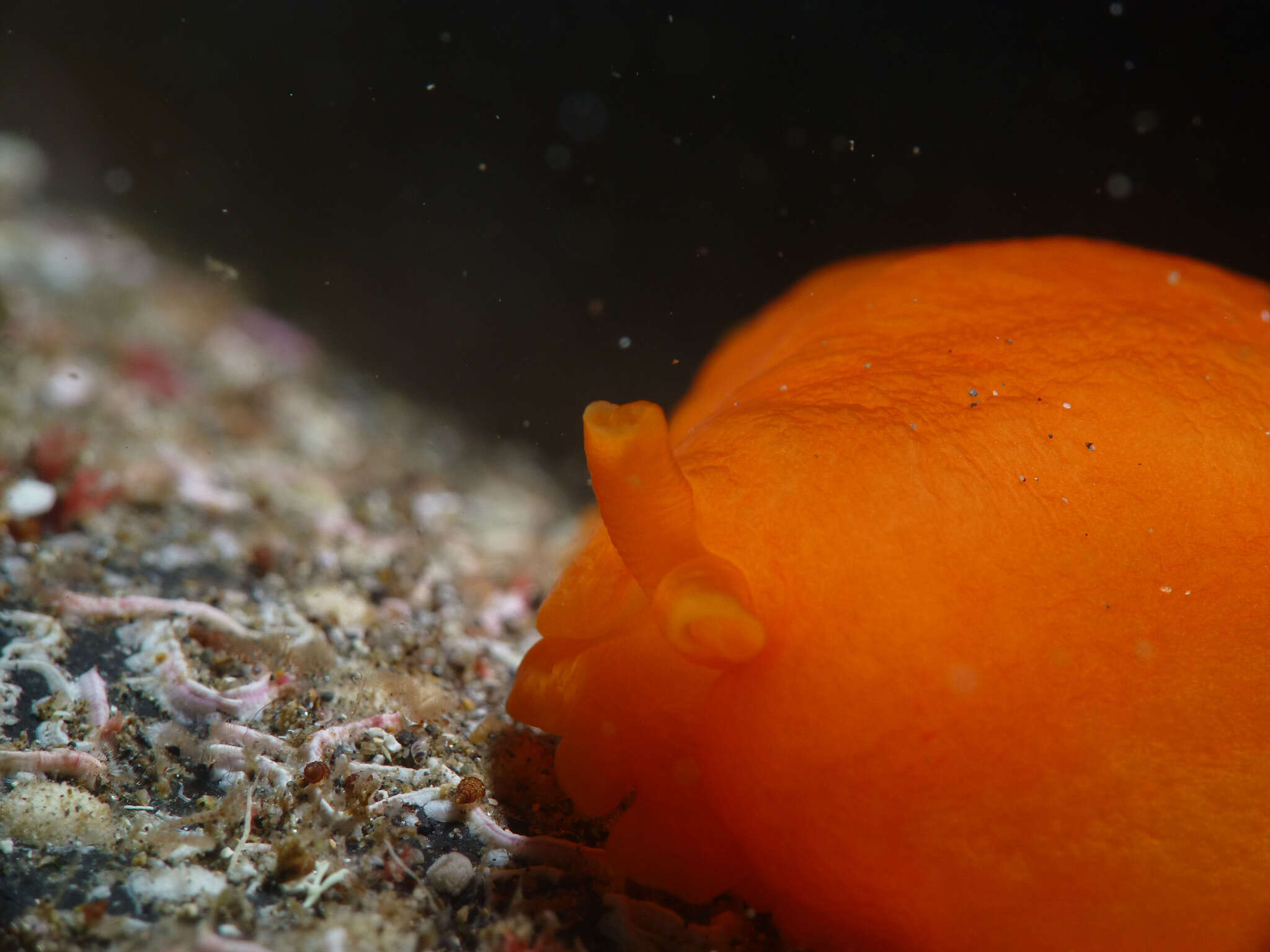 Image of peach seaslug