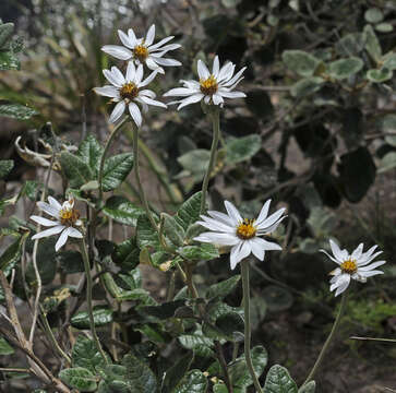 Image de Olearia pannosa subsp. cardiophylla (F. Müll.) D. A. Cooke