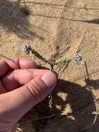 Image of Polygala cyparissias A. St.-Hil.