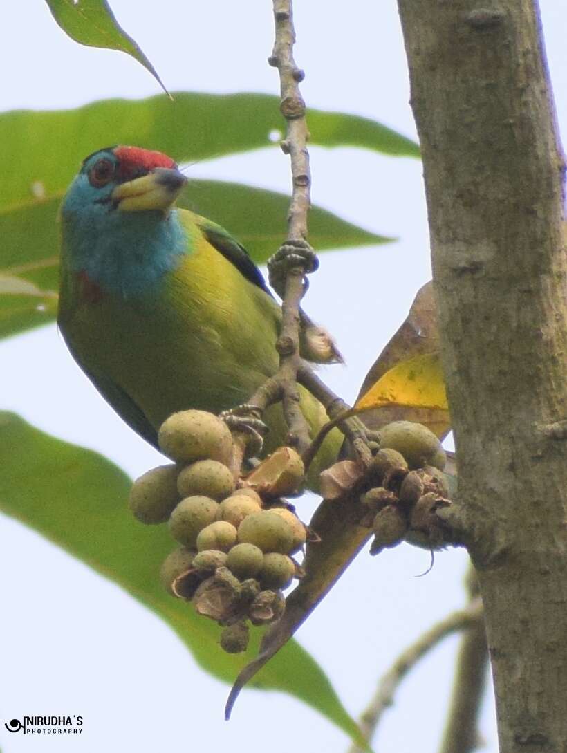 Sivun Psilopogon asiaticus (Latham 1790) kuva