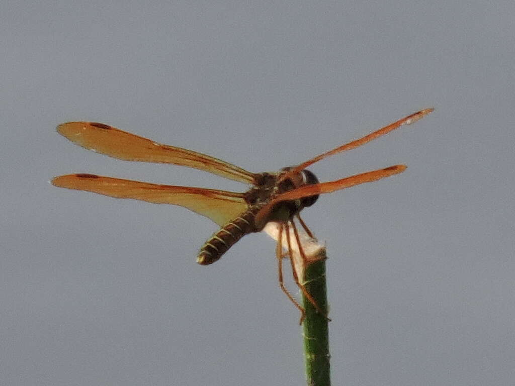 Image of Eastern Amberwing