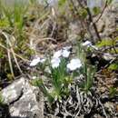 Eritrichium pauciflorum (Ledeb.) de Candolle的圖片