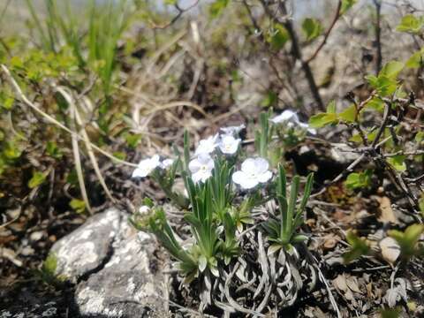 Слика од Eritrichium pauciflorum (Ledeb.) de Candolle