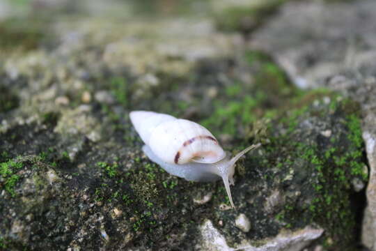 Image of Drymaeus tropicalis (Morelet 1849)