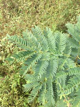 Image of Albizia inundata (Mart.) Barneby & J. W. Grimes