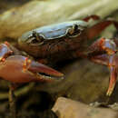 Image of Swampforest River Crab