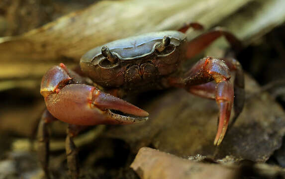 Image de Potamonautes lividus Gouws, Stewart & Reavell 2001