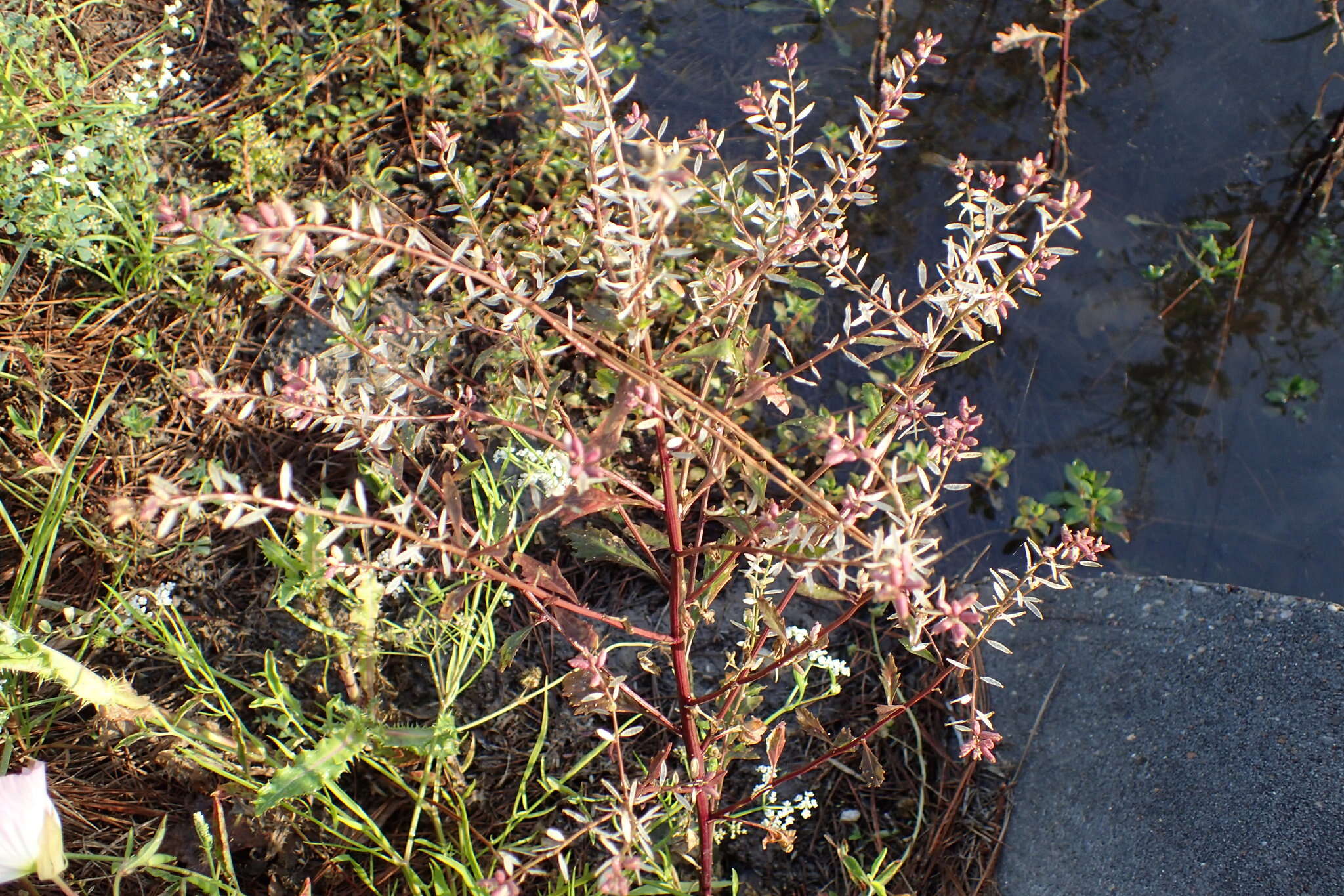 Image of Stalkless Yellowcress